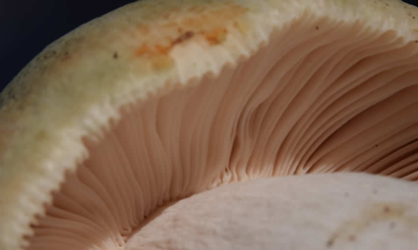 Wild agaricus mushrooms from the region of Zagori