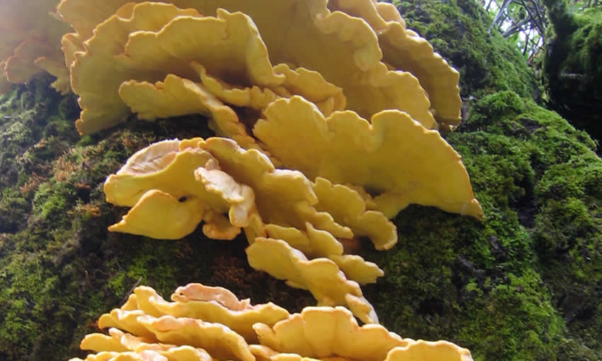 Wild mushrooms from the region of Zagori