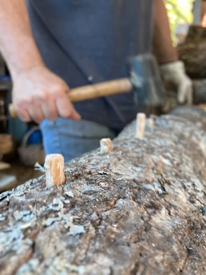 A photographic documentation of the first step in growing shiitake mushrooms on oak logs! The same shiitake you enjoy in our dishes at Kanela & Garyfallo restaurant ...